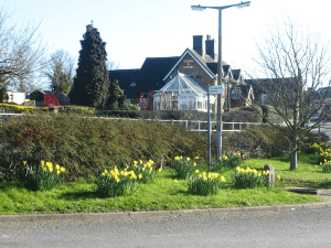 Daffodils on The Triangle